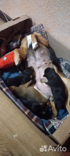 Щенки маленьких пород