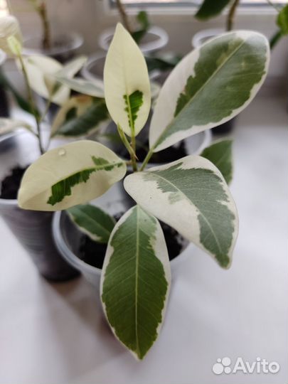 Фикус Альбомаргина