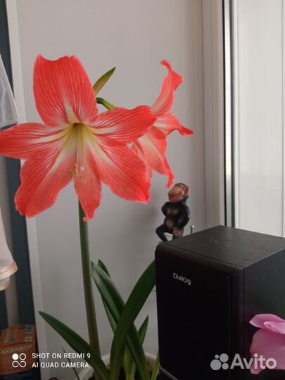 Гиппиаструм