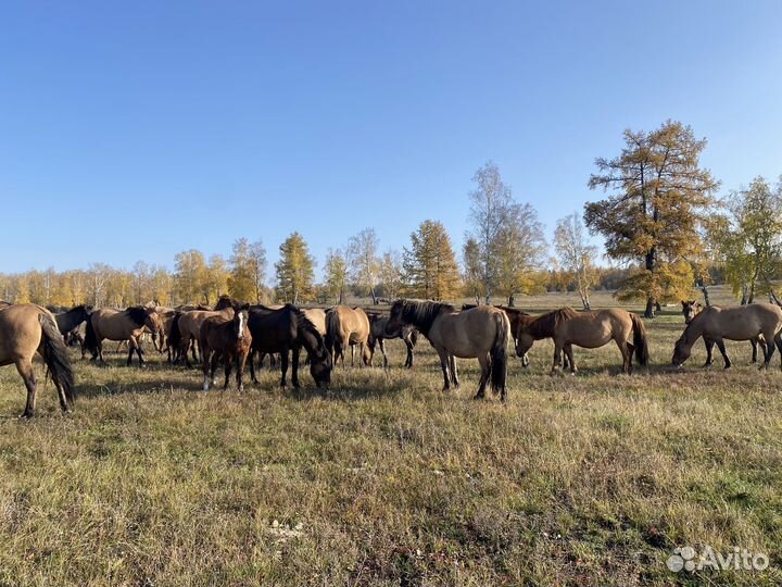 Лошади башкирской породы