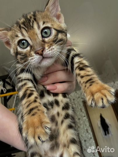 Бенгальские котята