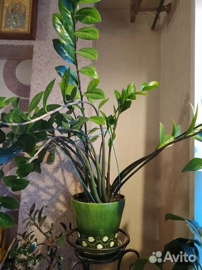 Комнатные растения цветы