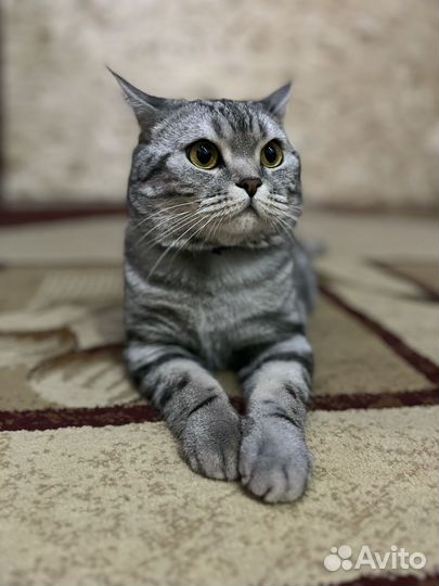 Кот британец