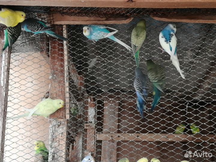 Волнистые попугаи, амадины, кореллы