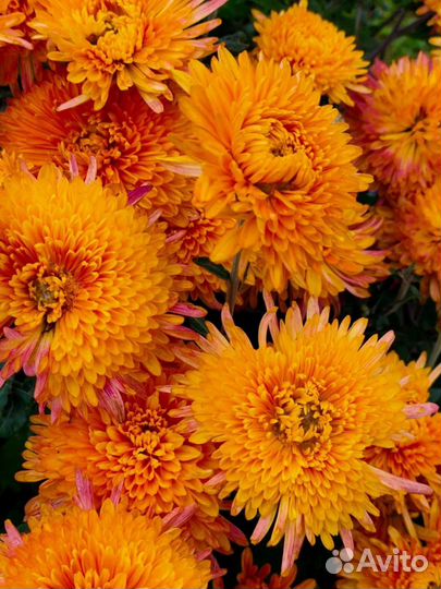 Хризантемы