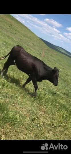 Телки стельные