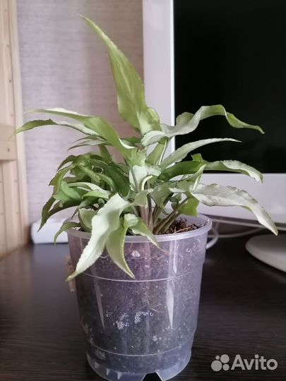 Сингониум Nguengi Laima