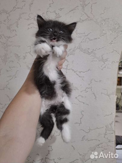 Кошки в добрые руки бесплатно