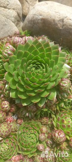 Молодило каменная роза