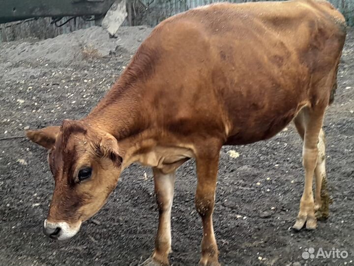 Джерсейская телочка