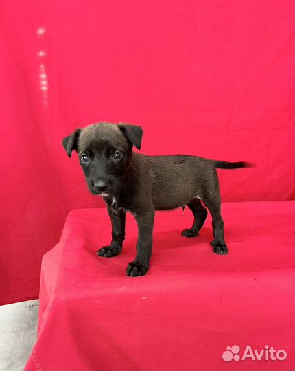 Щенок мальчик