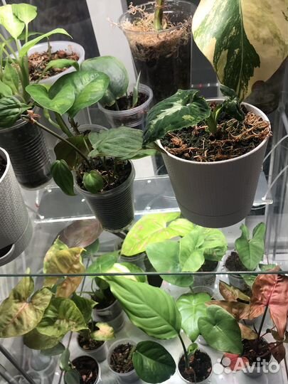 Коллекция комнатных растений, цены от