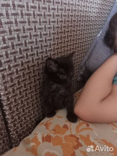 Пушистик черный пацан