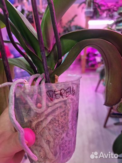 Орхидея фаленопсис