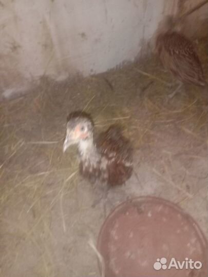 Фазан охотничий