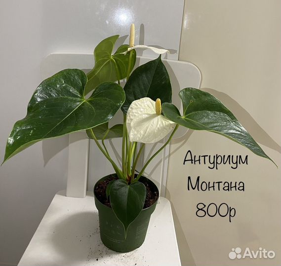 Антуриум Монтана