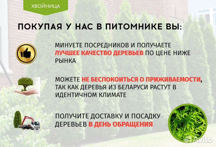 Туя западная Колумна 1,8-2 м