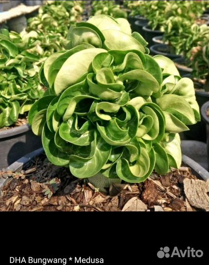 Семена адениума DHA (барашка)