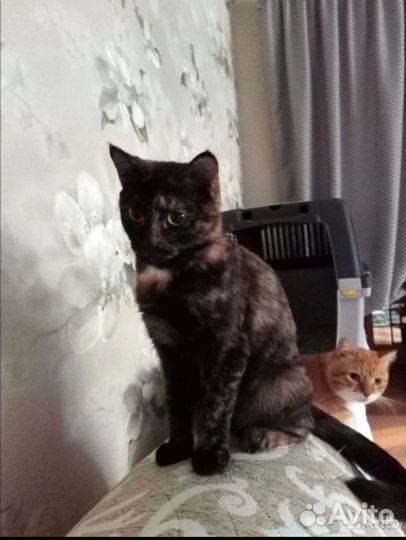 Космическая кошечка в добрые руки