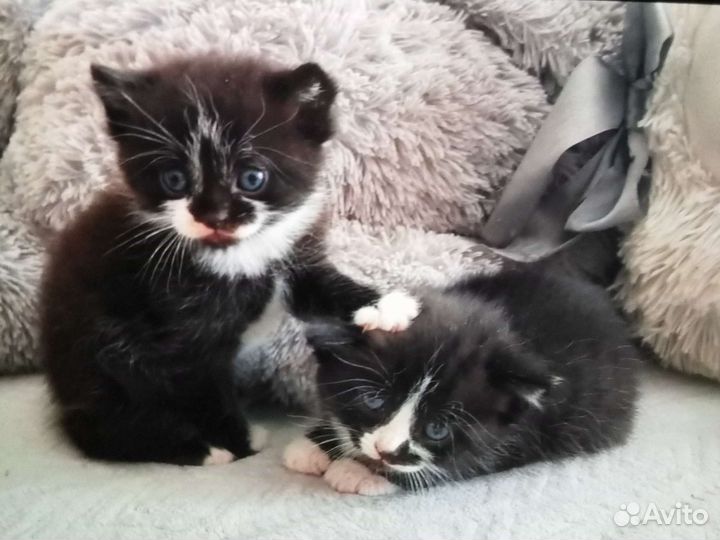 Кошка в дар