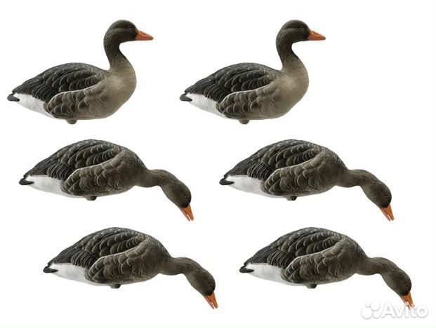 Гусь серый Final Approach