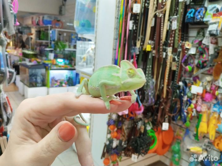 Йеменский хамелеон