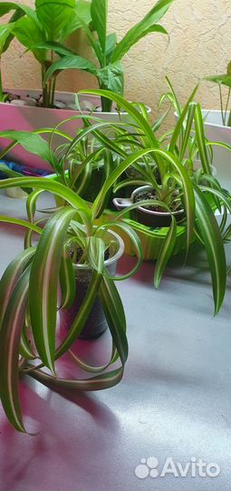 Хлорофитум бонни