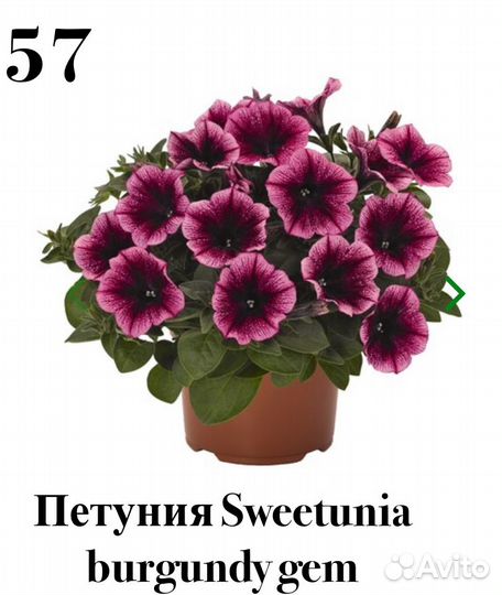 Вегетативные цветы в ассортименте