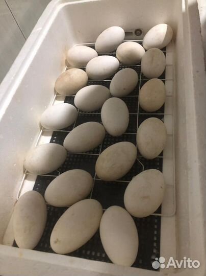 Гусиное яйцо инкубационное