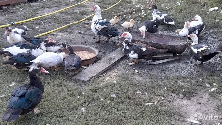 Продам уток