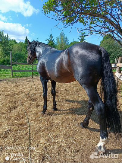 Орловский рысак