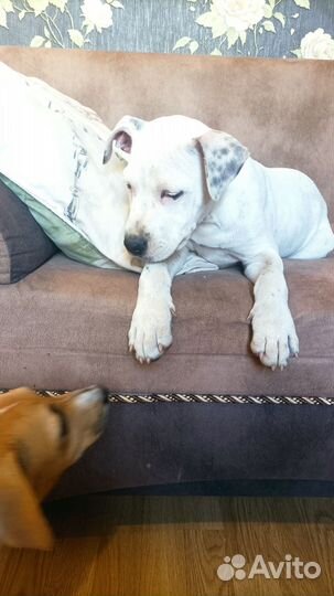 Щенки стаффорда