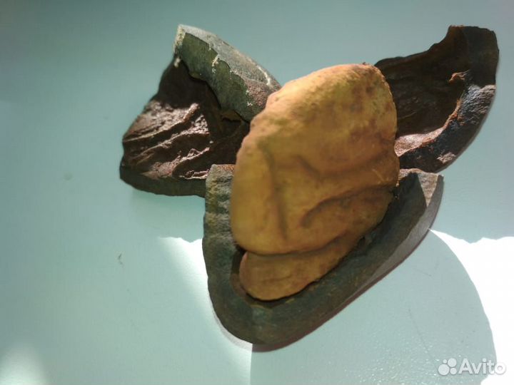 Окаменевший плод