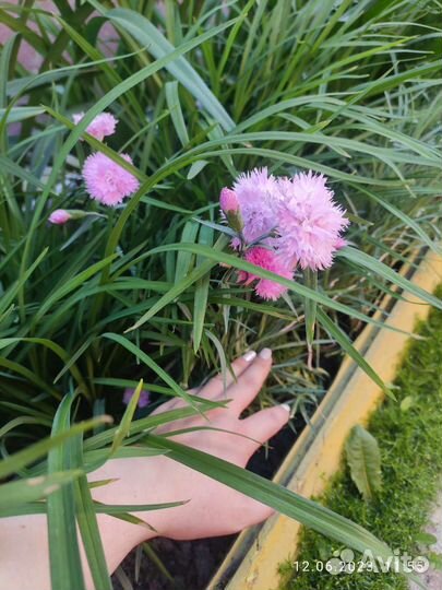 Гвоздика многолетняя