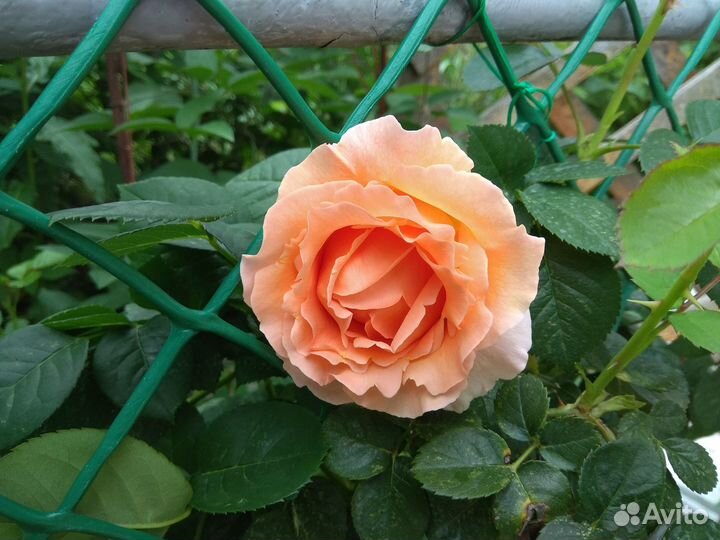 Саженцы плетистых роз. клематисы