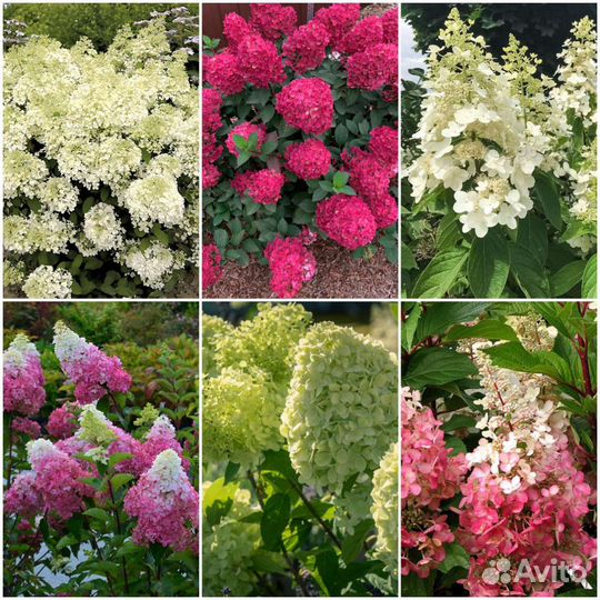 Гортензия метельчатая