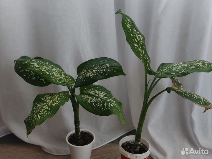 Диффенбахия