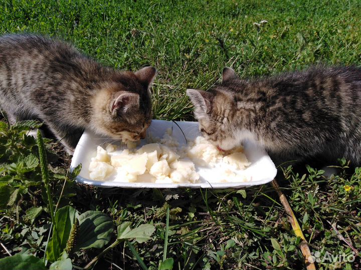 Добрые, ласковые котята (мальчики) ищут хозяев