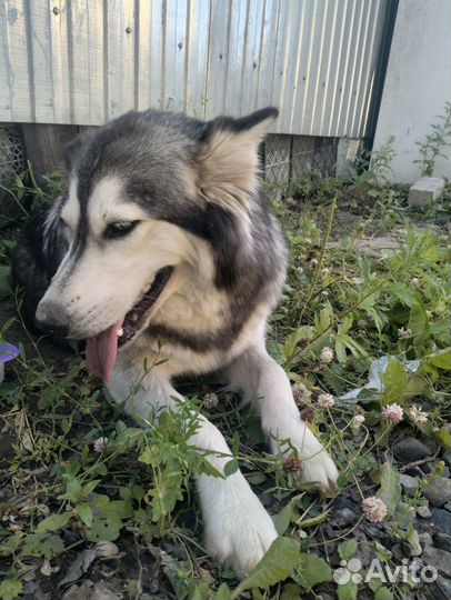 Собака в добрые руки отдам бесплатно