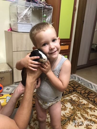 Морская свинка два мальчика