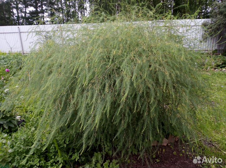 Саженцы ёлочки -спаржи