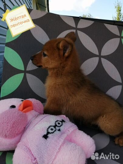 Карело финская лайка. Щенки