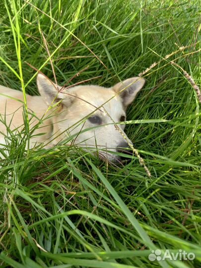 Лайка метис. 6 месяцев. 12 кг