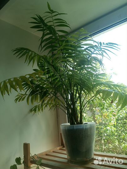 Пальма хамедорея