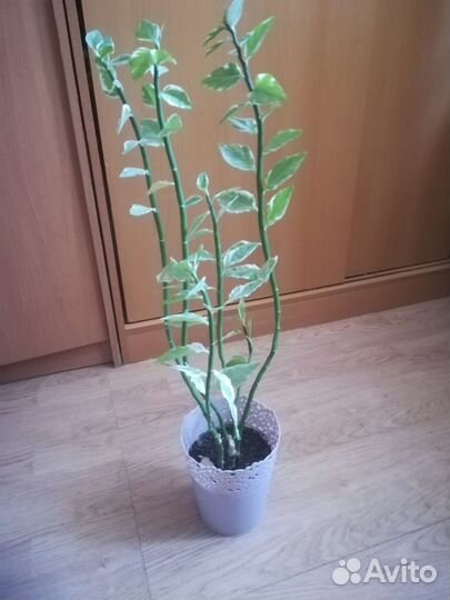 Педилантус