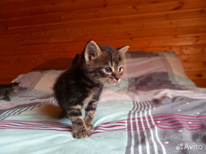 Отдам котят