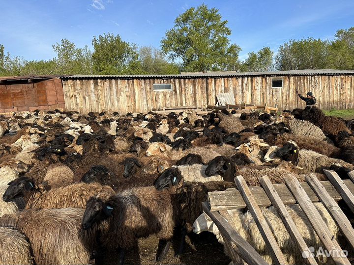 Продаётся Овцы бараны