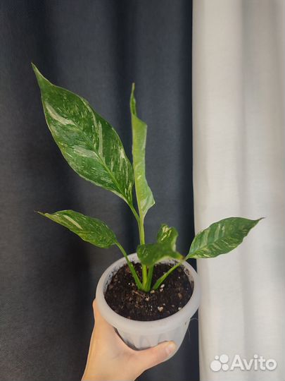 Спатифиллум вариегатный комнатные растения