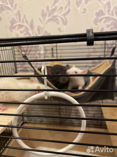 Крысята дамбо девочки