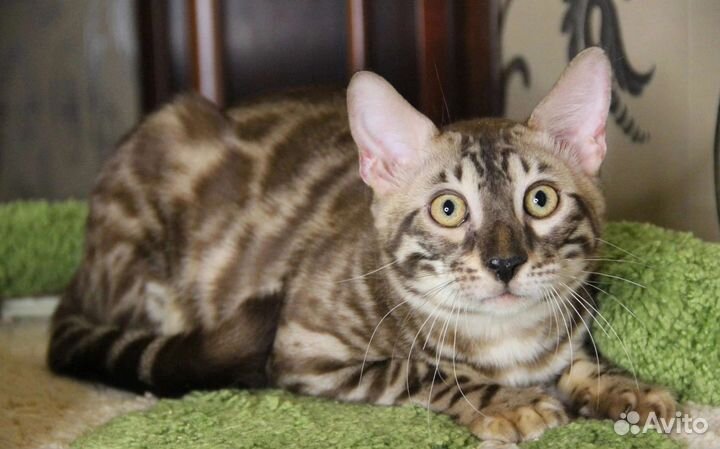 Бенгальский мальчик и девочка